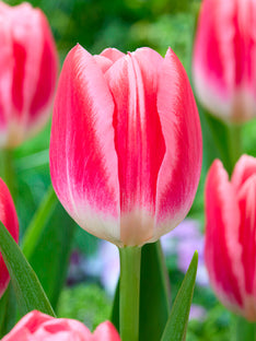 Tulipe Vanessa