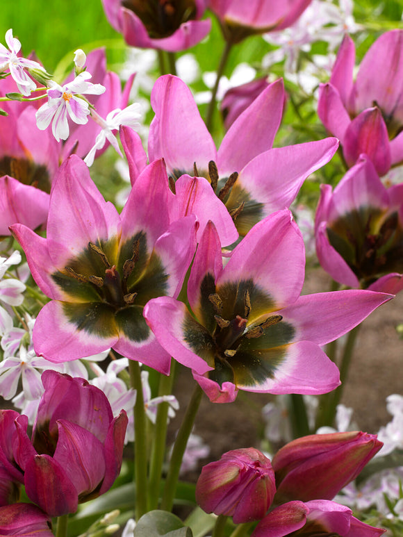Fleur de tulipe Violetta en pleine ouverture