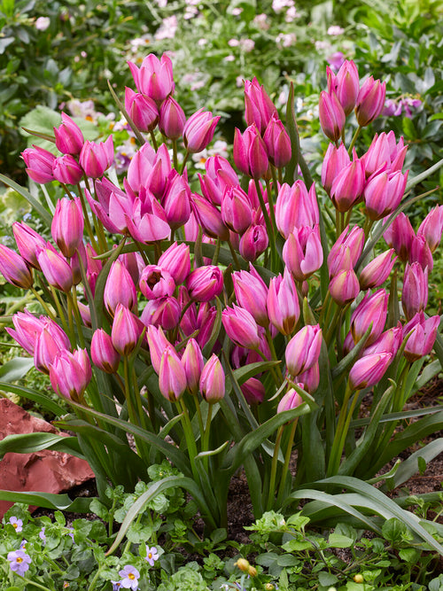 Tulipe violette élégante en floraison