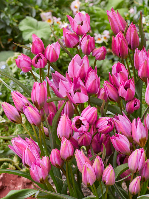 Tulipe Violetta en massif printanier