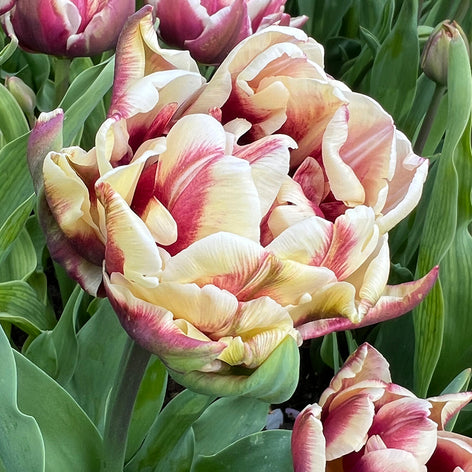 Tulipe Wyndham