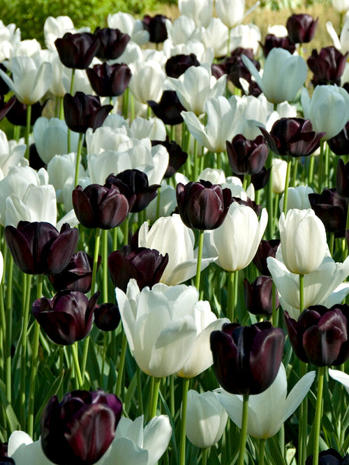 Collection Tulipe Zebra Bulbes de tulipes noires et blanches