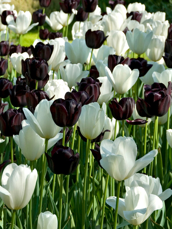 Bulbes de tulipes noires et blanches - DutchGrown™ Zebra Collection