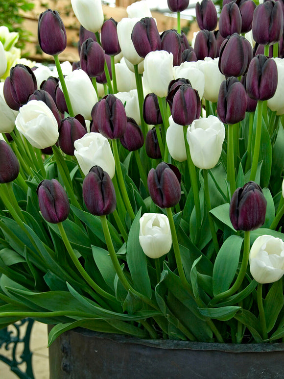 Bulbes de tulipes noires et blanches - DutchGrown™ Zebra Collection