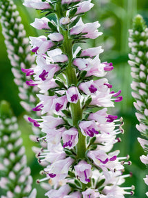 Véronique à longues feuilles 'Pink Eveline'