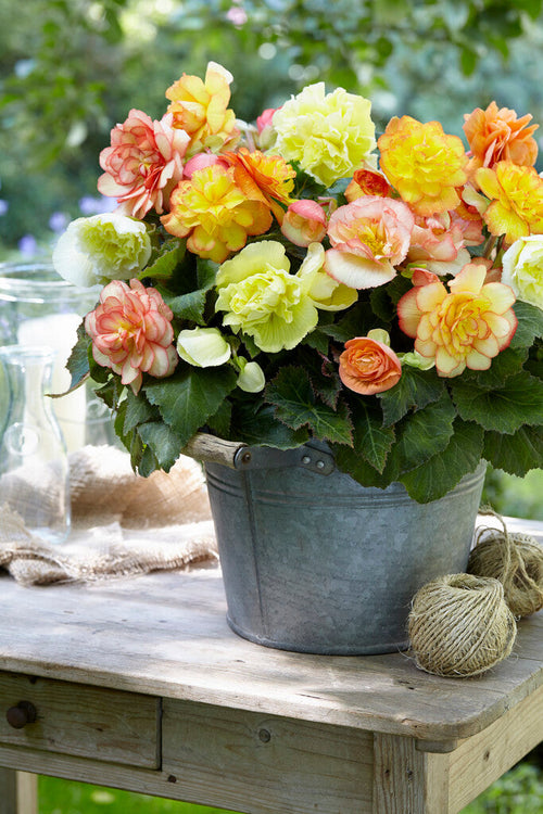 Bégonia Bulbes à fleurs Wummi Maskerade