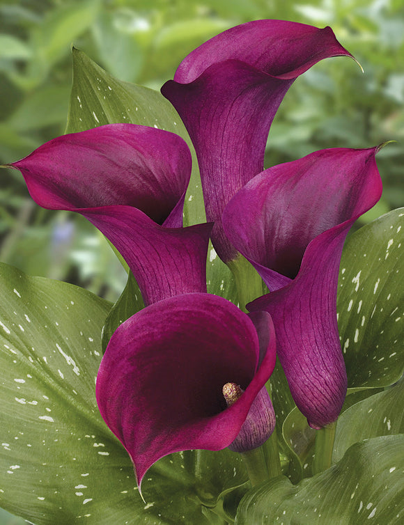 Calla Captain Promise