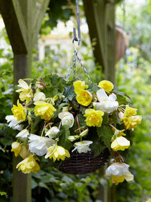 Bégonia Cascade Mélange jaune/blanc