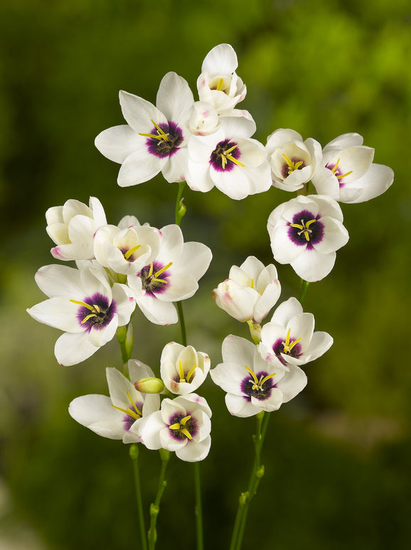 Bulbes à fleurs Ixia blanc