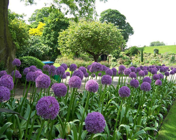 Allium Ambassador Acheter des bulbes d'Allium (Ail d'ornement)