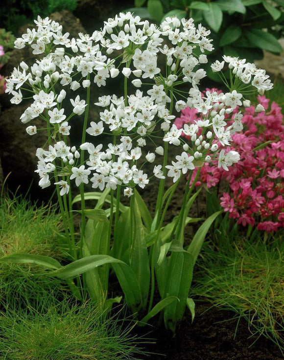 Allium Cowanii - Bulbes de fleurs d'allium blanc - DutchGrown™