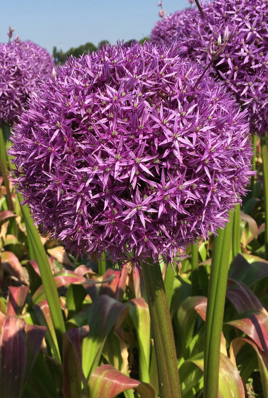 Allium Globemaster Bulbs - Giant Purple Blooms by DutchGrown™