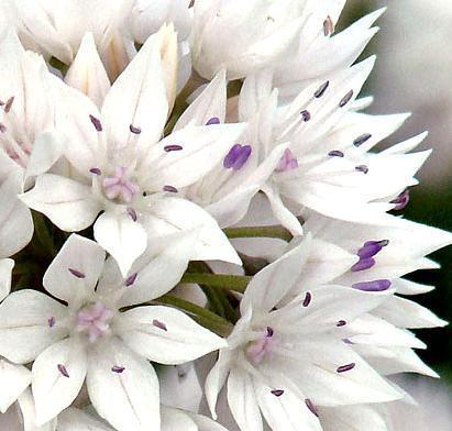 Allium Bulbes Graceful Beauty