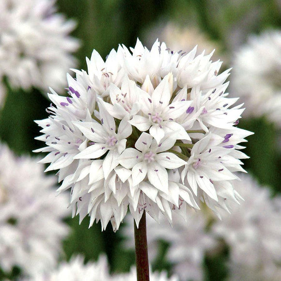 Allium Graceful Beauty - Oignon ornemental blanc et rose
