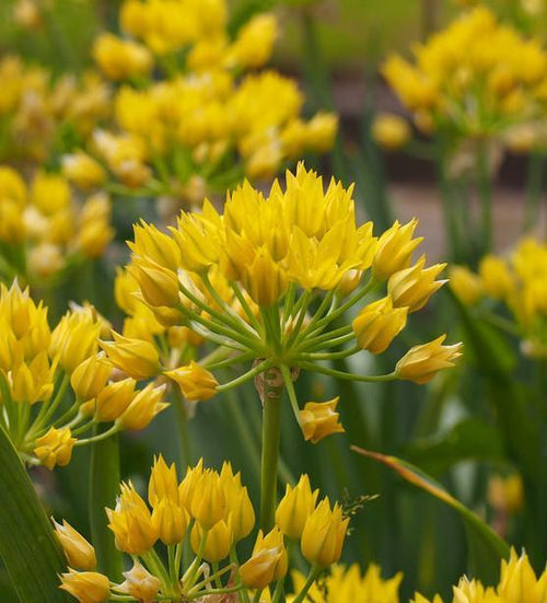 Acheter Allium Moly - Bulbes à Fleurs