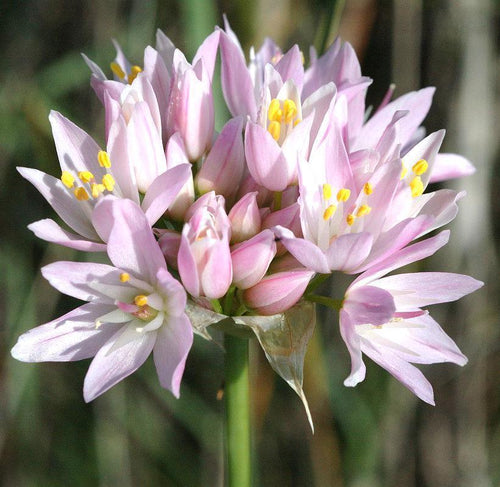 Allium Roseum - Pink Ornamental Onion for Autumn Planting and Spring Blooming