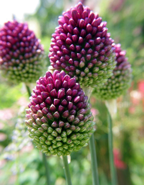 Alliums Sphaerocephalon - Ail à tête ronde