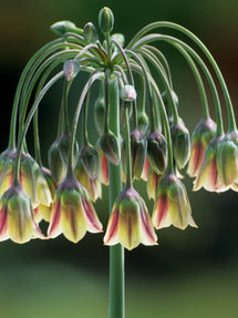 Allium Bulgaricum (Summer Bells)