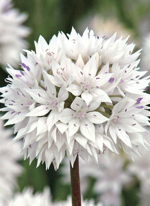 Allium Graceful Beauty - Oignon ornemental blanc et rose