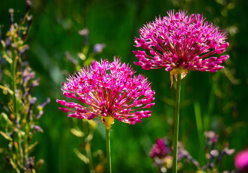 Acheter des bulbes de fleurs d'allium Miami