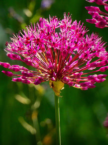 Allium Miami