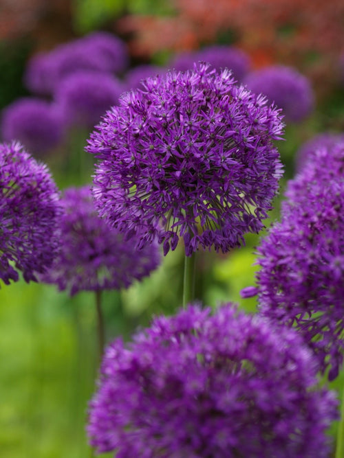 Allium Purple Sensation