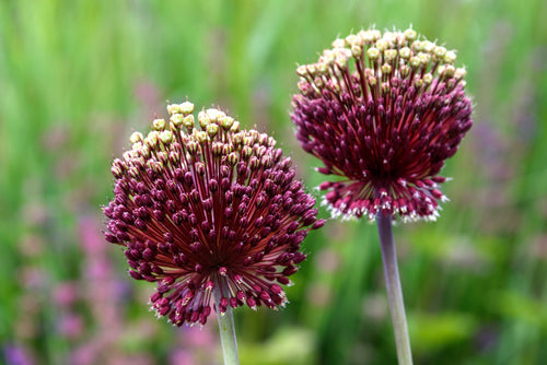 Allium amethystinum Red Mohican - Ail d'ornement à fleurs