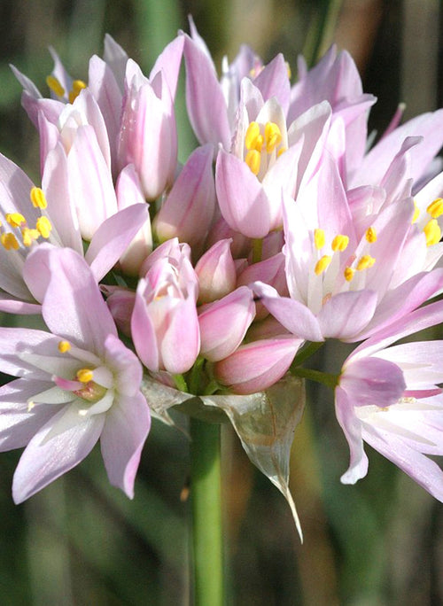 Allium Roseum - Pink Ornamental Onion for Autumn Planting and Spring Blooming