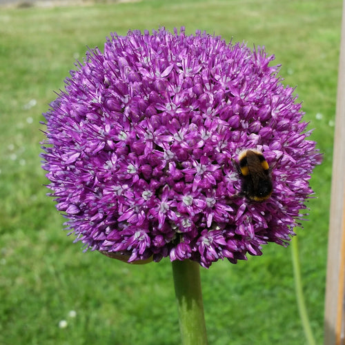 Allium Ambassador Acheter des bulbes d'Allium (Ail d'ornement)