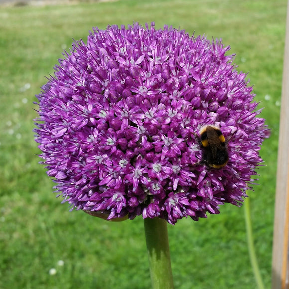 Allium Ambassador Acheter des bulbes d'Allium (Ail d'ornement)