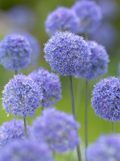 L'Allium bleu - Oignon ornemental - DutchGrown Flower Bulbs