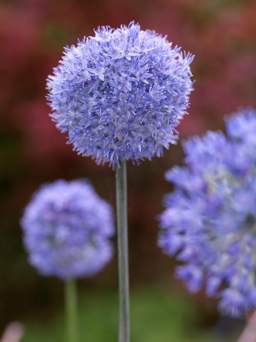 Achetez des bulbes d’allium Azureum