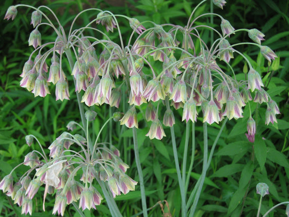 Bulbes d'Allium Bulgaricum - Oignon Oranmental - Bulbes de Fleurs de Hollande