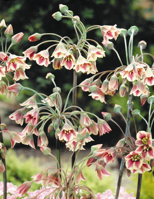 Nectaroscordum Siculum - Allium Bulgaricum Flower Bulbs - Summer Bells