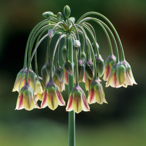 Allium Bulgaricum - Cloches d'été Allium - Bulbes de fleurs DutchGrown