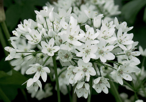 Bulbes de fleurs d'Allium Cowanii - Fleurs blanches - DutchGrown™