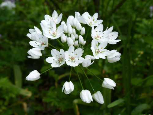 Allium Cowanii blanc - Bulbes à fleurs - DutchGrown™