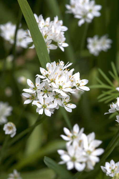 Allium Cowanii blanc - Oignon ornemental - Bulbes de fleurs plantés en automne