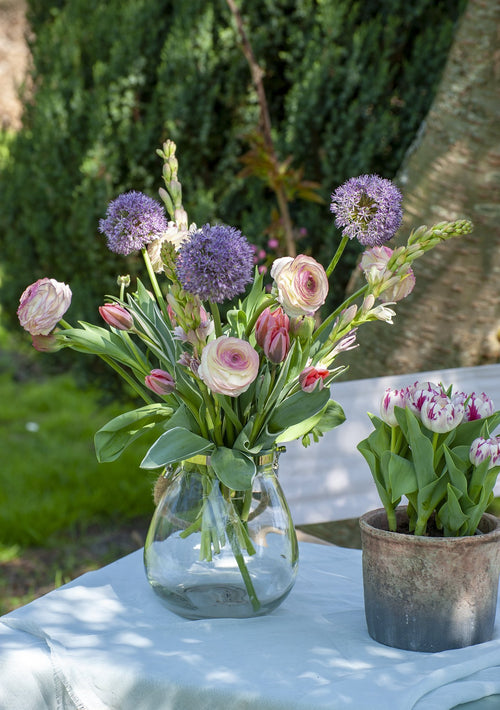 Allium Gladiator in vase