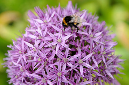 Buy Allium Gladiator Bulbs