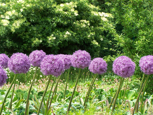 Purple Alliums Globemaster - Giant Flowers