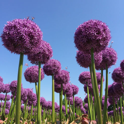 Extra Large Allium Globemaster - XXL - Huge Flowers