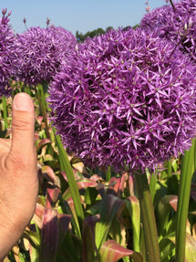 Allium Globemaster