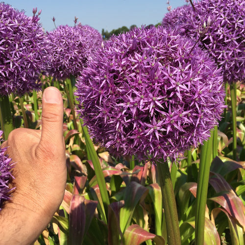 Allium Globemaster - Giant Purple Flowers - DutchGrown™