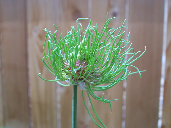 Allium Hair - Oignon ornemental étrange