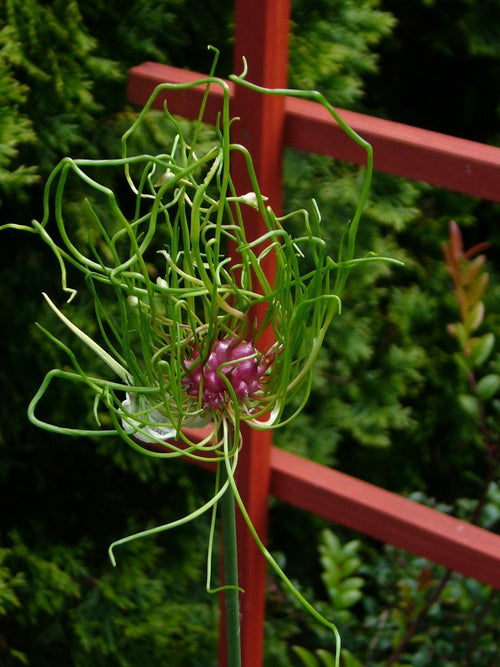 Allium Hair - Oignon ornemental à l'aspect étrange et exclusif