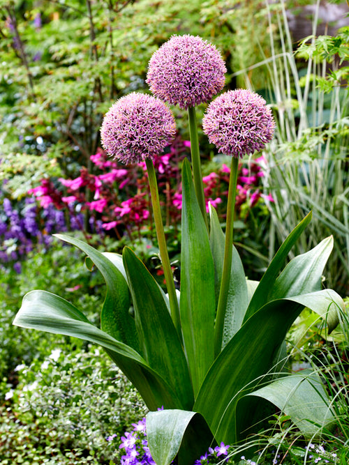 Allium Lucky Balloons