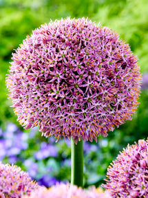 Allium Lucky Balloons