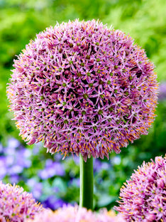 Allium Lucky Balloons