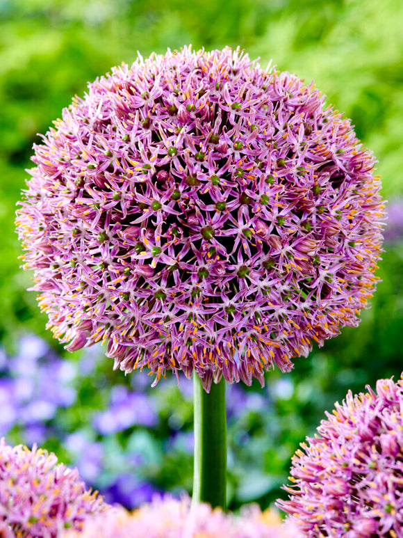 Allium Lucky Balloons